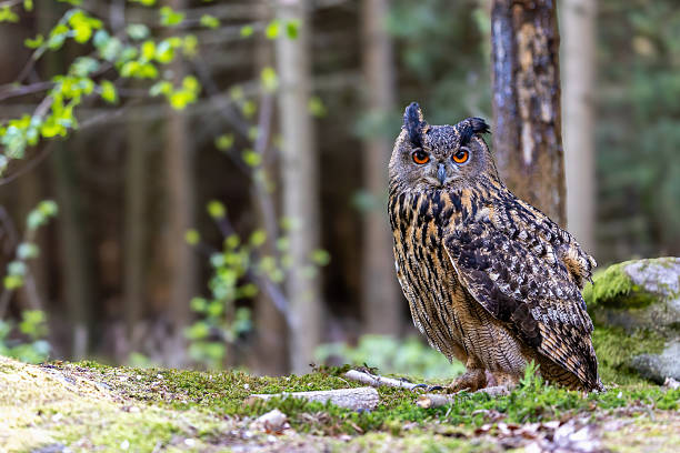 istock The Eurasian eagle owl (Bubo Bubo) is sitting in the wood. 2234454380