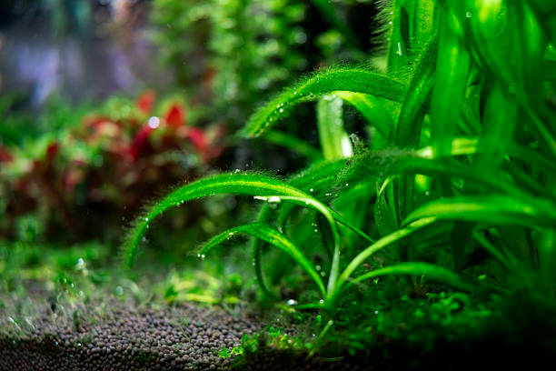 Algae in a home dirty aquarium, sagittaria covered with different types of algae, trouble starting an aquarium