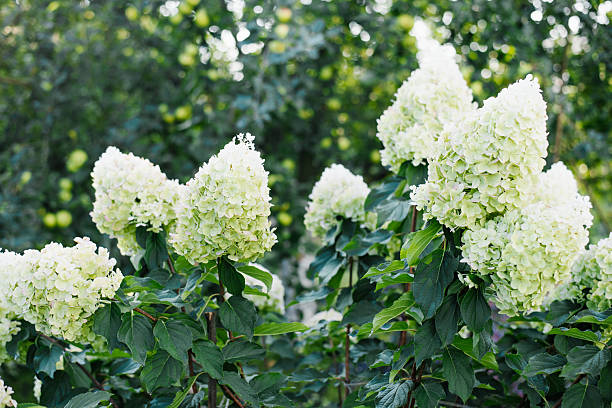 Flowers in Merrion Square Park in Dublin