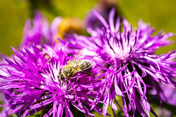 Close up of blooming flowers in a field with a bee on a flower.