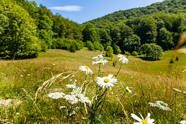 Close-up of chamomile flowers on a summer day.