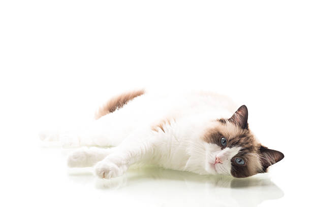 istock domestic beautiful cat breed Ragdoll isolated on white background 2234459339