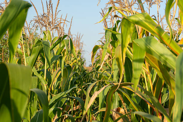 istock Cornfields as far as the eye can see under a clear blue sky with tall green plants swaying in the breeze on a sunny day in rural farmland 2234459408