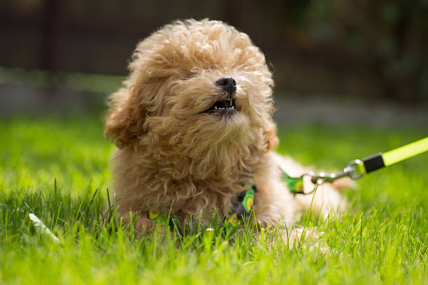Cute decorative dog on a leash resting in the summer.