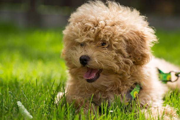 istock Cute decorative dog on a leash resting in the summer 2234459730