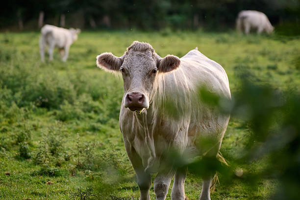istock Charolais cow standing alert in green meadow, facing camera through blurred foreground foliage, bright daylight, horizontal photo, ideal for animal portrait, agriculture, and environmental concepts. 2234460037