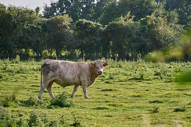 istock Charolais cow walking alone in sunlit green pasture, clear side profile in bright daylight, horizontal orientation, used for livestock, animal behavior, and agricultural lifestyle materials. 2234460049
