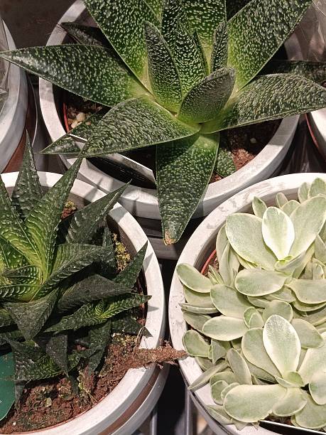 istock A potted cactus is a decorative plant that resembles art. 2234460363