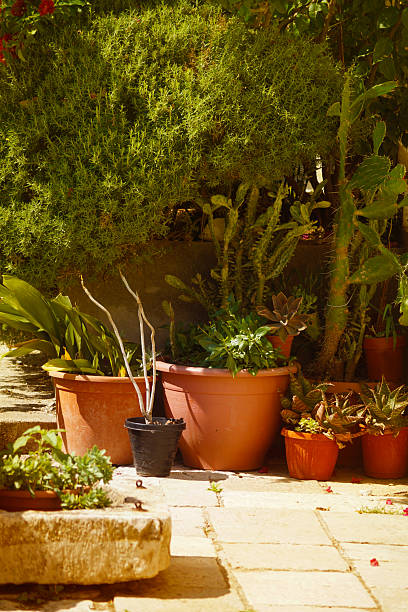 istock Mediterranean garden and plants 2234460427