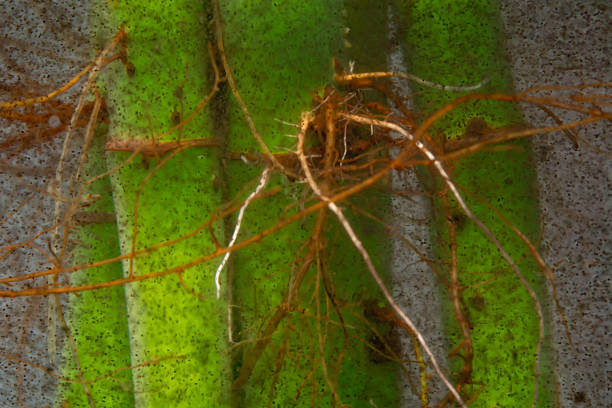 Close up image of vegetables roots.