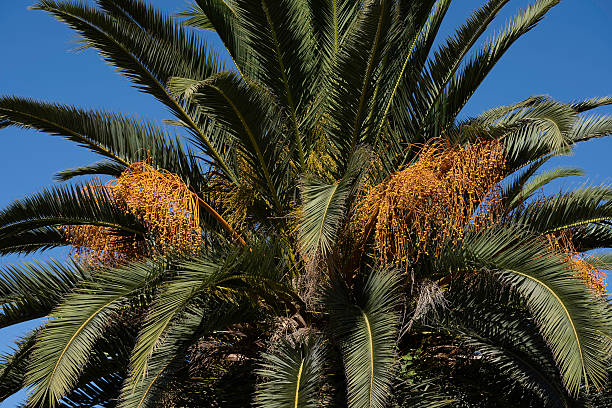 istock Palm tree with yellow flower clusters against blue sky. 2234464420