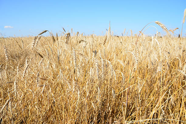 istock Golden wheat field under a clear blue sky, ready for harvest 2234464630
