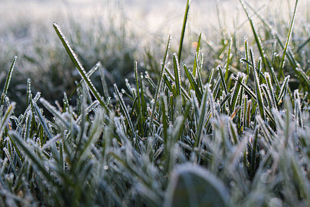 istock Close-up of snow on grass 2234466162