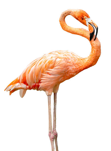 Pink flamingo isolated on white background