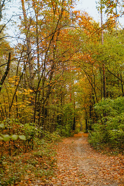 istock Autumn path through tranquil forest with colorful leaves and soft light 2234468115