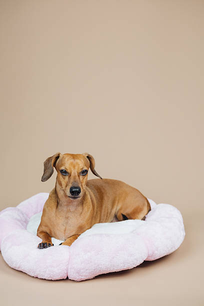 istock Brown dog rests on pink petal shaped pet bed with light tan background 2234468175