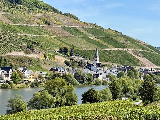 istock Vineyards on the Moselle 2234468193
