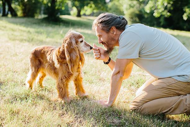 istock Mature man bonding with his cocker spaniel in a sunny park 2234468743