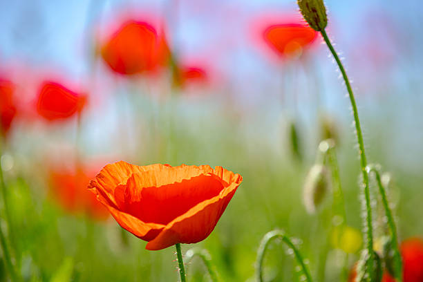 istock Colorful red poppy field 2234469521