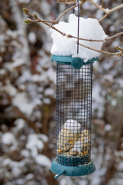 istock Bird feeder covered in snow hangs from a branch in winter landscape 2234469819