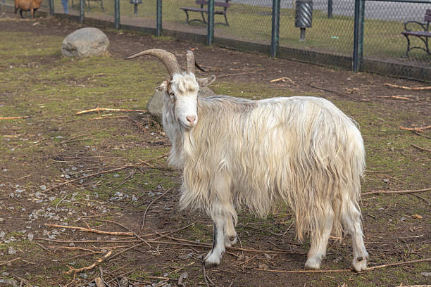 A shaggy white goat is positioned in a grassy park area under sunlight.