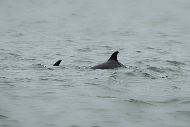 A pair of dolphin fins emerges from the water, one of which appears to be from a juvenile