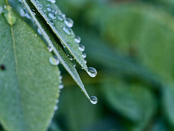 Water droplets clinging to leaves and tree trunks