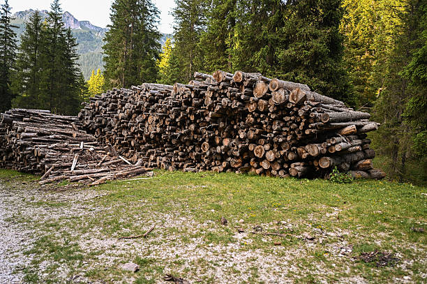 Large stack of firewood logs in a clearing of a lush green forest, ready for the cold winter months