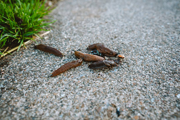 Group of slugs moving in different directions on pavement near grass, photographed in natural daylight.