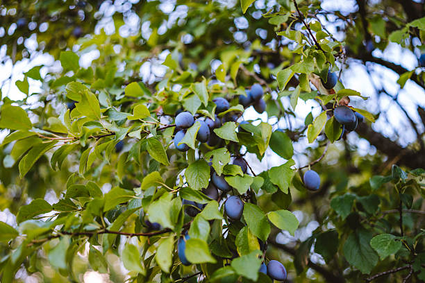 Vibrant image of dark blue plums hanging from green leafy branches, captured in natural light.