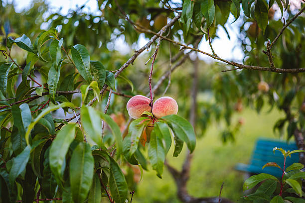 Close-up of two ripe peaches hanging on a branch among green leaves, photographed outdoors in natural light.