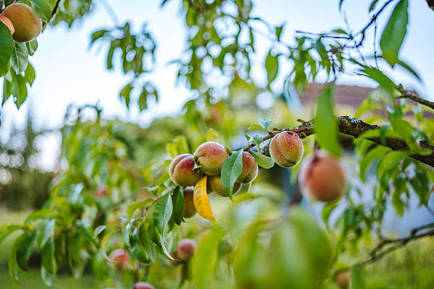 istock Cluster of peaches ripening on tree 2234475949