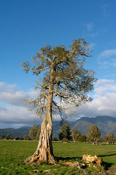 Afternoon light falls on a magnificent Kahikatea trees on New Zealand's South Island, with the spectacular Southern Alps beyond.