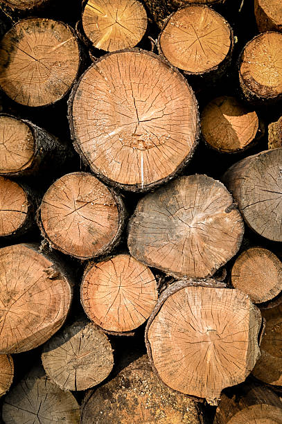 istock Stack of logs showing growth rings and cracks in sunlight 2234478947