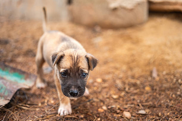 Lonely poor puppy dog living on dirt ground, looking and waiting for feed. Animal living in difficult environment, portrait photo.