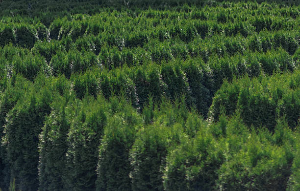 Dense hedges form an intricate maze in a vibrant garden setting.