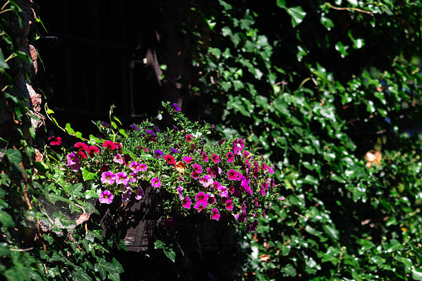 Window decorated with flower pots,  cast iron railing, red geraniums, white petunias. Pontevedra province, Galicia, Spain.