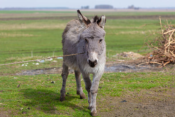 A grey donkey grazes in a farmer's pasture.