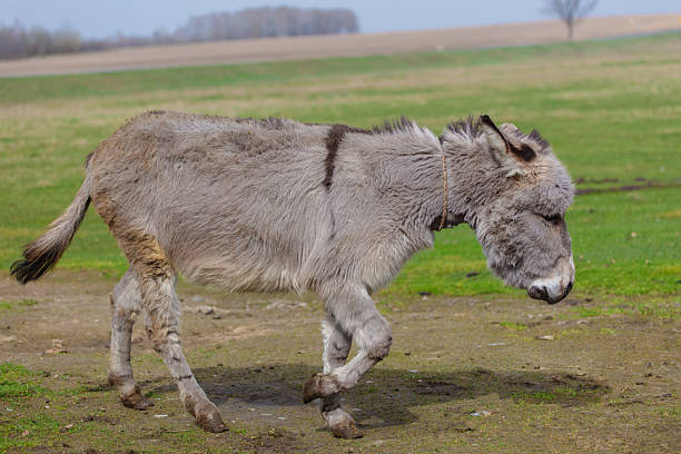 A grey donkey grazes in a farmer's pasture.