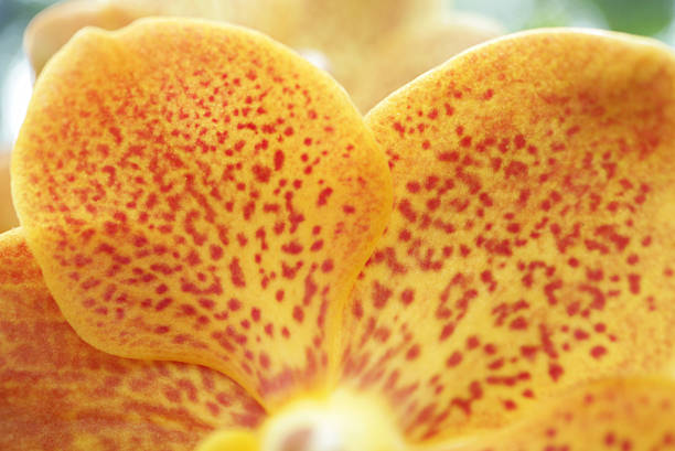 Orchid Macro Texture, Fiery Vanda in Close Bloom
