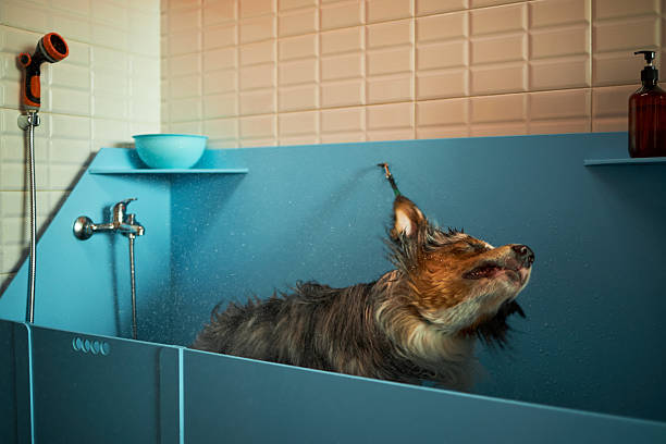 Dog shaking head while being washed in blue pet grooming tub, water droplets flying around, professional pet grooming setting with bathing equipment visible