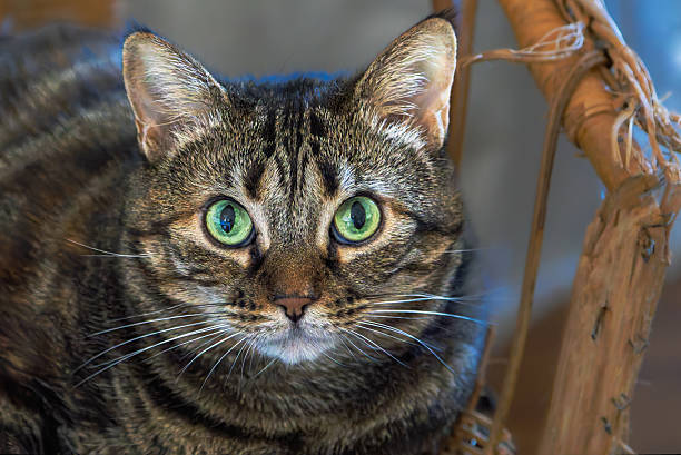A cute domestic tabby kitten with a white chest looks sadly at the camera. Portrait of a beautiful striped young cat waiting for its owner. Fidelity and friendship concept.