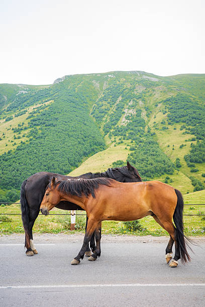 istock Brown and Black Horses Resting on Mountain Road 2234483323