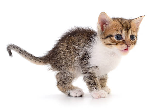 istock Adorable small kitten meowing isolated on white background 2234484335