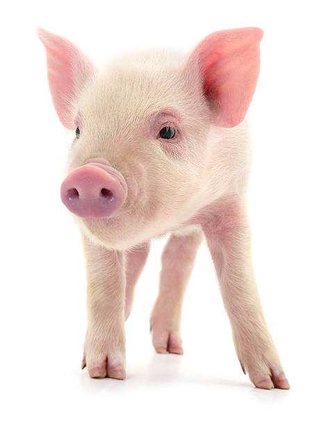 istock Cute pink piglet standing isolated on white background 2234484342