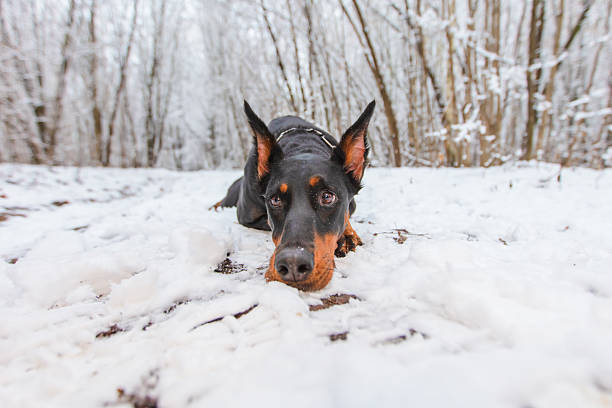 Doberman rests in snow, by trees.