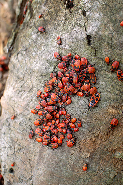 istock Colony of firebugs Pyrrhocoris apterus with larves on tree stump, nature background 2234484656