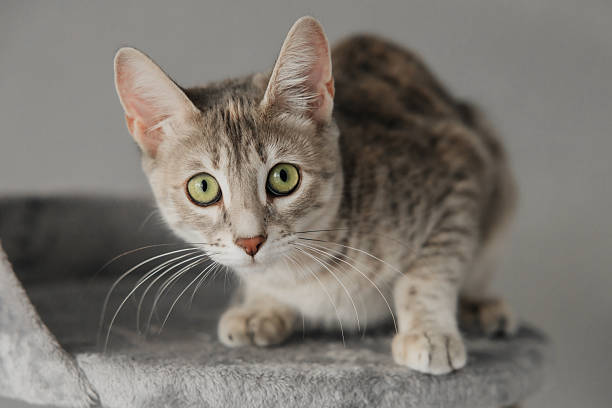istock A 5-month-old Bengal kitten with green eyes is sitting on a scratching post 2234485679