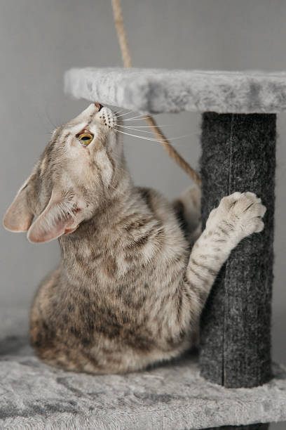 istock A 5-month-old Bengal kitten with green eyes is playing on a scratching post 2234485710