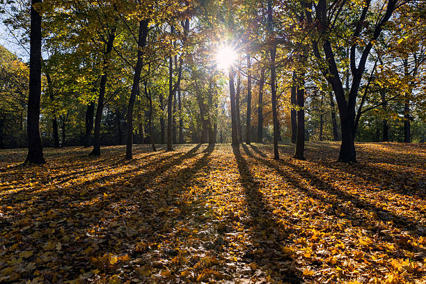 maples and other deciduous trees in the autumn in the park, sunny day in the park during the autumn leaf fall